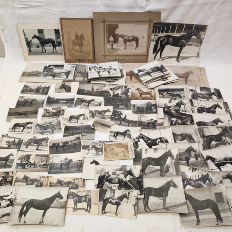 Lotto di circa 140 foto a soggetto cavalli periodo primo del 900