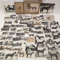 Lotto di circa 140 foto a soggetto cavalli periodo primo del 900 2