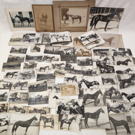 Lotto di circa 140 foto a soggetto cavalli periodo primo del 900
