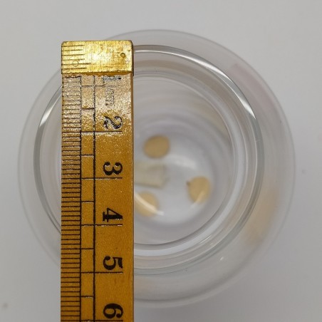 Vasetto in vetro trasparente Baccarat con scatola originale