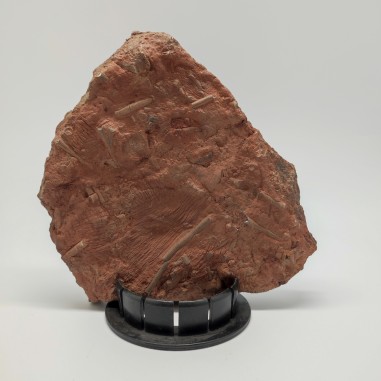 Fossile Crinoide periodo devoniano 370 milioni di anni prov. Marocco