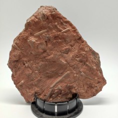 Fossile Crinoide periodo devoniano 370 milioni di anni prov. Marocco 2
