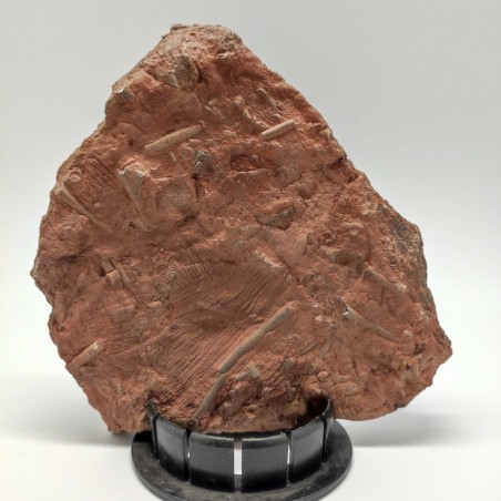 Fossile Crinoide periodo devoniano 370 milioni di anni prov. Marocco