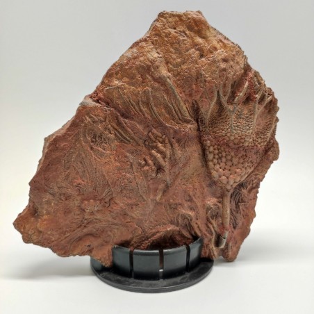 Fossile Crinoide periodo devoniano 370 milioni di anni prov. Marocco