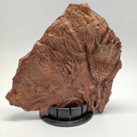 Fossile Crinoide periodo devoniano 370 milioni di anni prov. Marocco