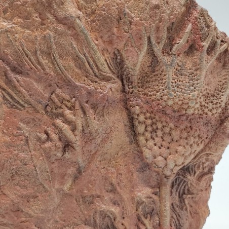 Fossile Crinoide periodo devoniano 370 milioni di anni prov. Marocco