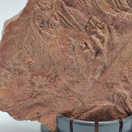 Fossile Crinoide periodo devoniano 370 milioni di anni prov. Marocco