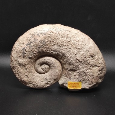 Fossile di Ammonite Lobolytoceras Giurassico inferiore 170 mln 27x19 cm circa