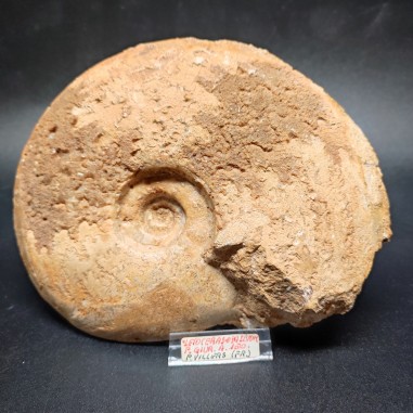Fossile di Ammonite Leioceras Opalivum Giurassico 150 mln 15x12 cm