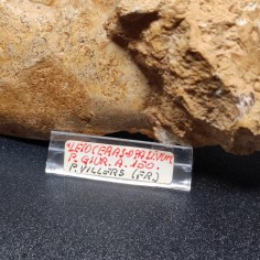 Fossile di Ammonite Leioceras Opalivum Giurassico 150 mln 15x12 cm 2