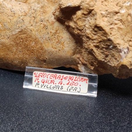 Fossile di Ammonite Leioceras Opalivum Giurassico 150 mln 15x12 cm