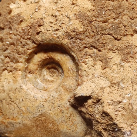 Fossile di Ammonite Leioceras Opalivum Giurassico 150 mln 15x12 cm