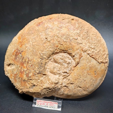 Fossile di Ammonite Leioceras Opalivum Giurassico 150 mln 15x12 cm