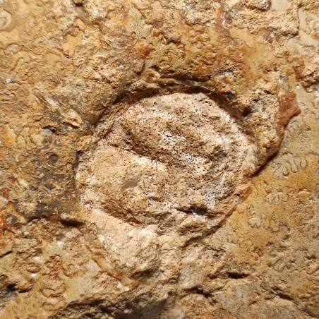 Fossile di Ammonite Leioceras Opalivum Giurassico 150 mln 15x12 cm