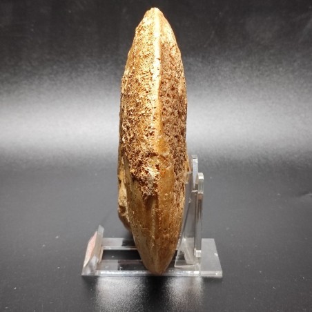 Fossile di Ammonite Leioceras Opalivum Giurassico 150 mln 15x12 cm