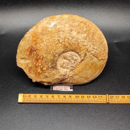 Fossile di Ammonite Leioceras Opalivum Giurassico 150 mln 15x12 cm