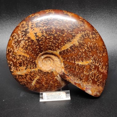 Fossile di Ammonite Leioceras periodo Giurassico Madagascar 13x11 cm