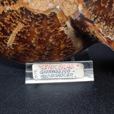 Fossile di Ammonite Leioceras periodo Giurassico Madagascar 13x11 cm 2
