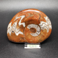 Fossile Ammonite Goniatite 370 milioni di anni Madagascar 11x9 cm