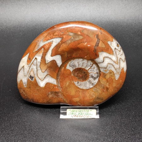 Fossile Ammonite Goniatite 370 milioni di anni Madagascar 11x9 cm
