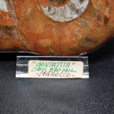 Fossile Ammonite Goniatite 370 milioni di anni Madagascar 11x9 cm 2