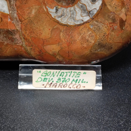 Fossile Ammonite Goniatite 370 milioni di anni Madagascar 11x9 cm