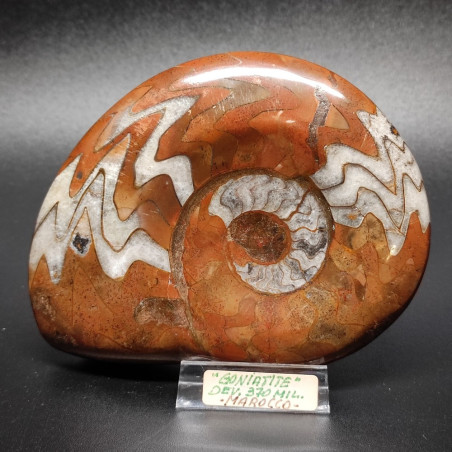 Fossile Ammonite Goniatite 370 milioni di anni Madagascar 11x9 cm