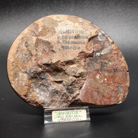 Fossile Ammonite Goniatite 370 milioni di anni Madagascar 11x9 cm