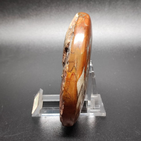 Fossile Ammonite Goniatite 370 milioni di anni Madagascar 11x9 cm