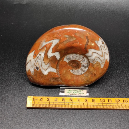 Fossile Ammonite Goniatite 370 milioni di anni Madagascar 11x9 cm
