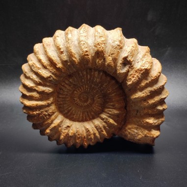 Grande Ammonnite fossile coloe rosso terra 17x14 cm