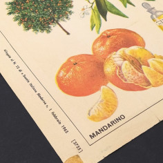Poster Gli agrumi e i loro derivati, 1965, ed. La scuola. Strappi e riparazioni 2
