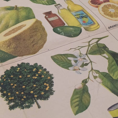Poster Gli agrumi e i loro derivati, 1965, ed. La scuola. Strappi e riparazioni