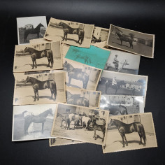 lotto di 21 fotografie cartoline postali con cavalli primo 900