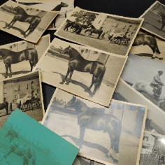 lotto di 21 fotografie cartoline postali con cavalli primo 900 2