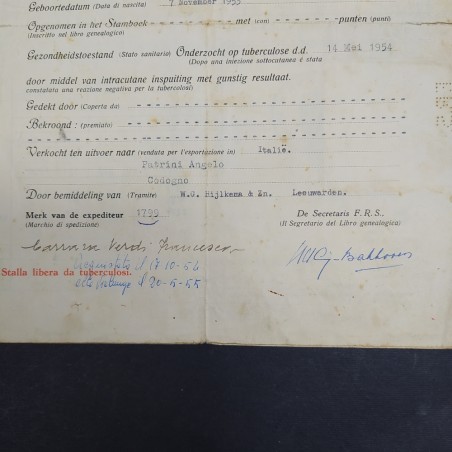 Documento con la genealogia di bovini in tedesco e italiano datato 1954