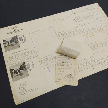 Documento con la genealogia di bovini in tedesco e italiano datato 1954