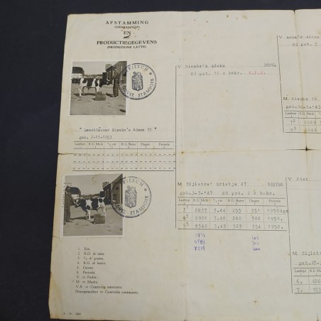 Documento con la genealogia di bovini in tedesco e italiano datato 1954