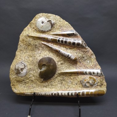 Importante fossile con Ortoceriti e Ammoniti dimensioni 46x38 cm