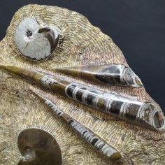 Importante fossile con Ortoceriti e Ammoniti dimensioni 46x38 cm 2