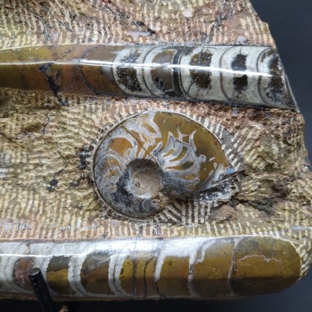 Importante fossile con Ortoceriti e Ammoniti dimensioni 46x38 cm