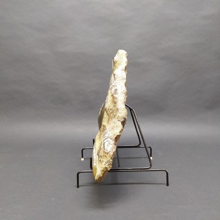 Importante fossile con Ortoceriti e Ammoniti dimensioni 46x38 cm