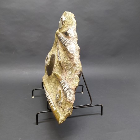 Importante fossile con Ortoceriti e Ammoniti dimensioni 46x38 cm