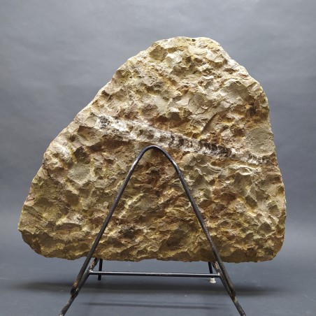 Importante fossile con Ortoceriti e Ammoniti dimensioni 46x38 cm