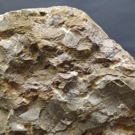 Importante fossile con Ortoceriti e Ammoniti dimensioni 46x38 cm