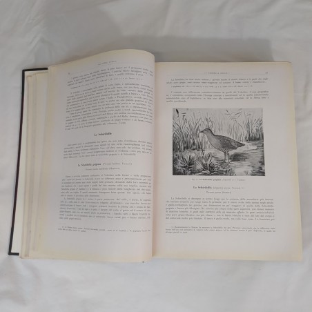 Libro GLI UCCELLI D'ITALIA 1° ed. 1931 copertina restaurata