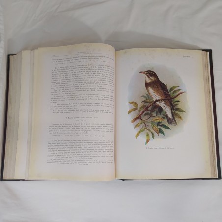 Libro GLI UCCELLI D'ITALIA 1° ed. 1931 copertina restaurata